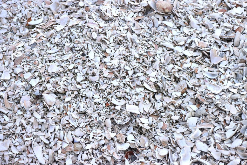 Crushed Sea Shells